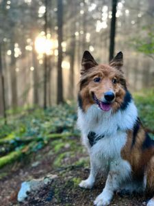 Sweet Baby Dog Treats