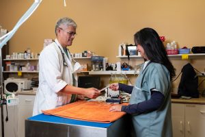 King George Veterinary Hospital