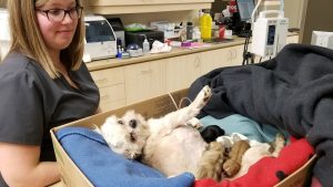 Clinique vétérinaire de l’Outaouais