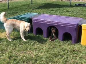 4 Paws Tree House Boarding and Daycare