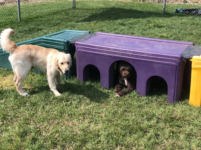 4 Paws Tree House Boarding and Daycare