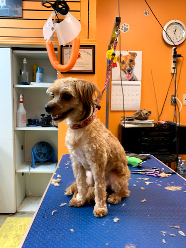 Pet Grooming Express