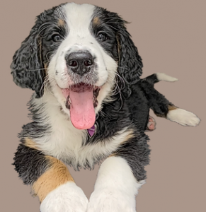 Working Wolf Dog Training