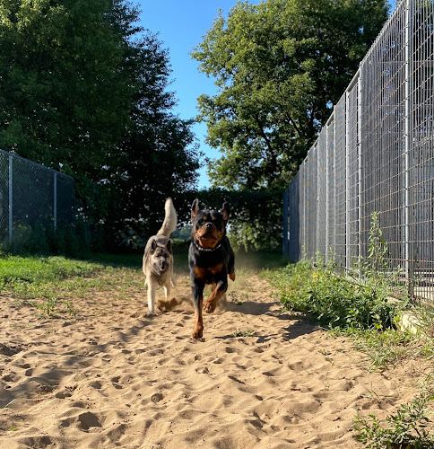 The Dog’s Paw – Pet Retreat and Dog Training