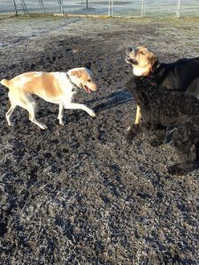 Brutus’ Quest: Doggy Daycare & Boarding