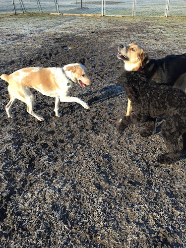 Brutus’ Quest: Doggy Daycare & Boarding