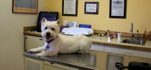 Mercy Animal Hospital