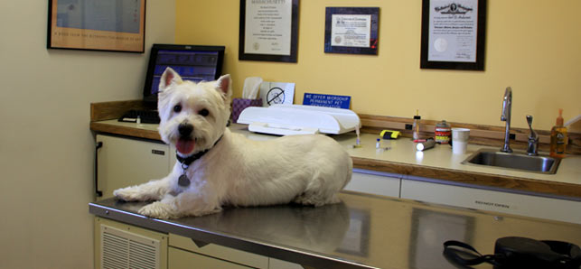 Mercy Animal Hospital