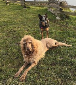 Four Paws Pet Grocery & Boutique – Pet Food and Supplies Sidney BC