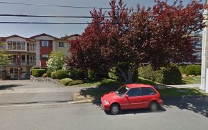 Animal and Art Intuitive