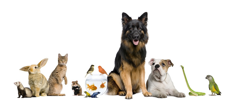 Ruffins Pet Centres – Stratford