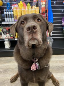 Pitou Minou & Compagnons