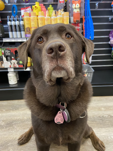 Pitou Minou & Compagnons