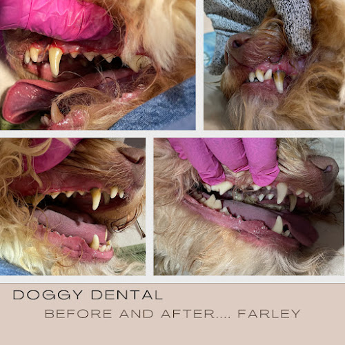 doggy dental
