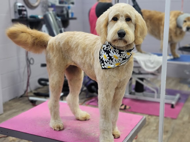 Dog Haven Grooming & Daycare