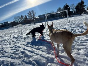 Doggon Alley Dog Training