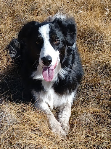 Leader Of The Pack Dog Walking Services Inc.