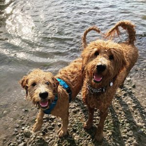 Digby & Company – NW Calgary Dog Walking Service