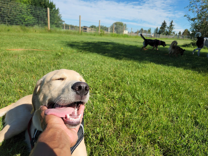 Ruff and Puff Doggie DayCamp