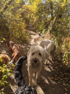 Happy Paws Adventures