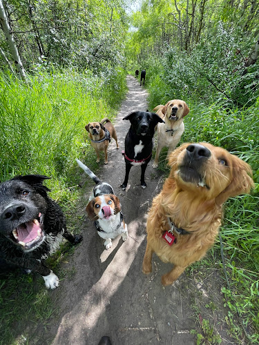 Ramble On Dog Walking and Pet Services