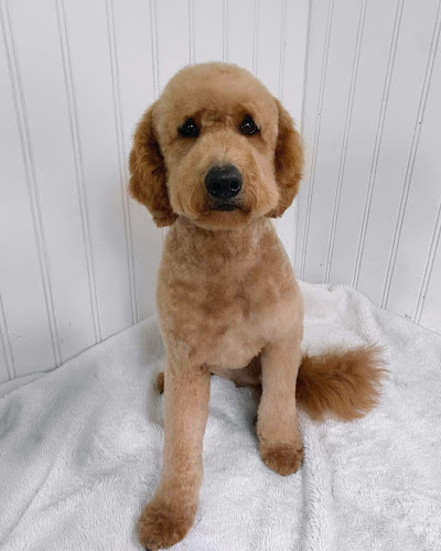 Northumberland Grooming Co. Colborne