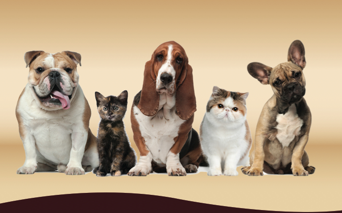 Mimi’s Pet Grooming