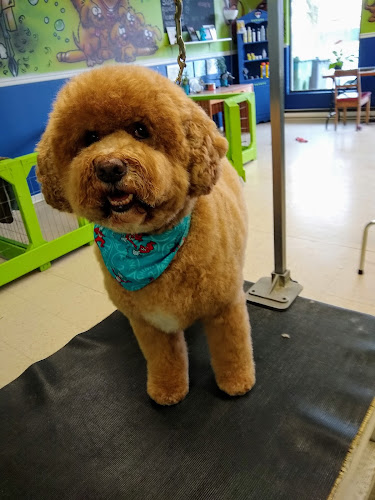 Au Chien Bleu Toilettage