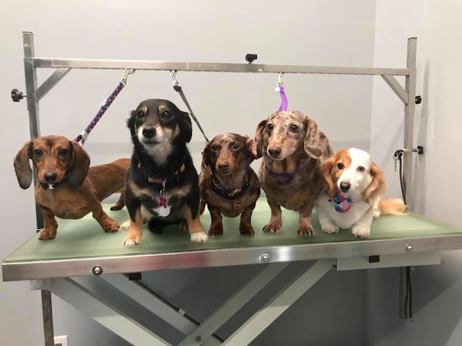 Paws N Play Grooming And Boutique