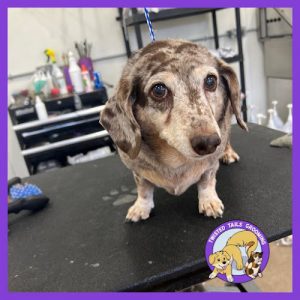 Twisted Tails Grooming