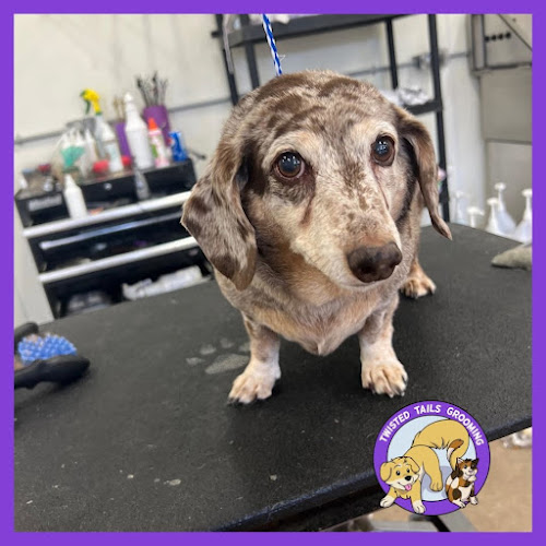 Twisted Tails Grooming