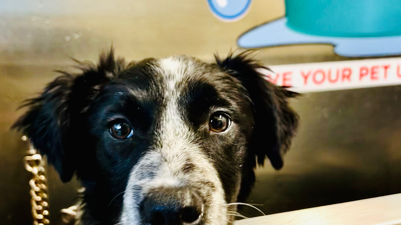 Victoria Ave Car & Pet Wash