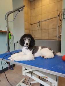 Blue House Pet Grooming