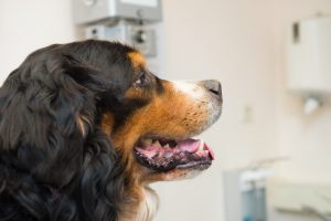 Moncton Animal Hospital