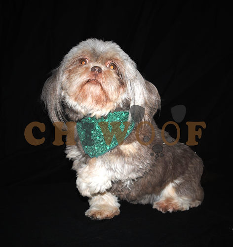 Élevage Chiwoof, Cockapoo élevage, Shih poo à vendre