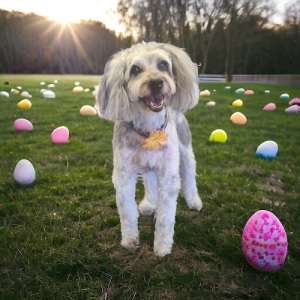 Little Stars Pet Parlour