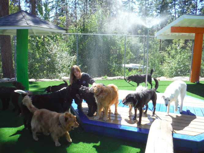 Woofy World Kennels & Daycare