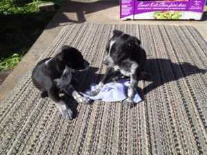 Rusty’s K9 Services