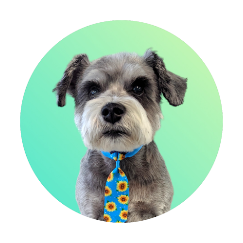 Hair Of The Dog Grooming Salon (30lbs and under) By appointment only.