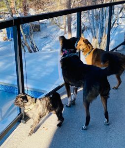 Canines & Critters Pet Sitting