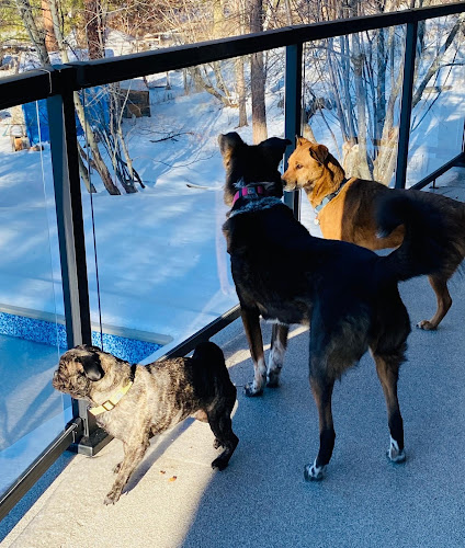 Canines & Critters Pet Sitting