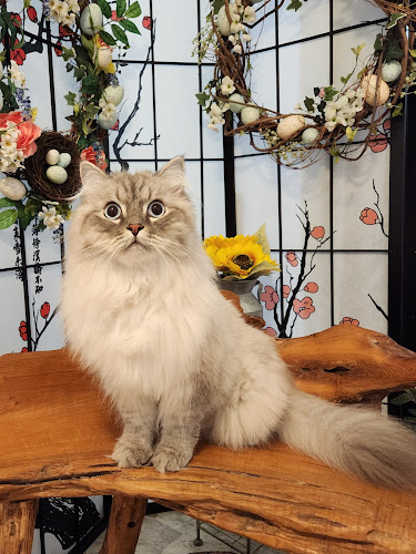 Little Whiskers Cat Camp