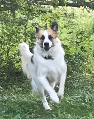 Neverland Dog Services