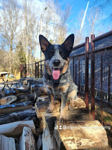 K9 Mechanix Dog Training