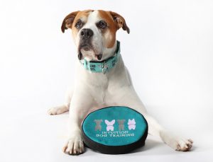 Intuition Dog Training