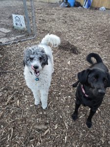 Aunt Wendy’s Home Dog Boarding
