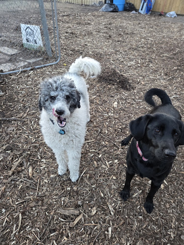 Aunt Wendy’s Home Dog Boarding