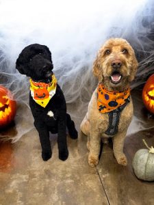 Aldouane dog grooming