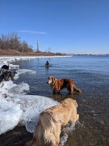 Back2thePack Dog Walking Toronto