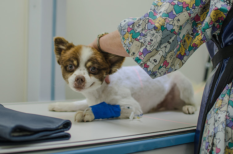 Vancouver East Veterinary Walk-In Clinic